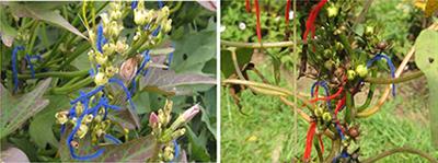 Combining Ability, Maternal Effects, and Heritability of Drought Tolerance, Yield and Yield Components in Sweetpotato